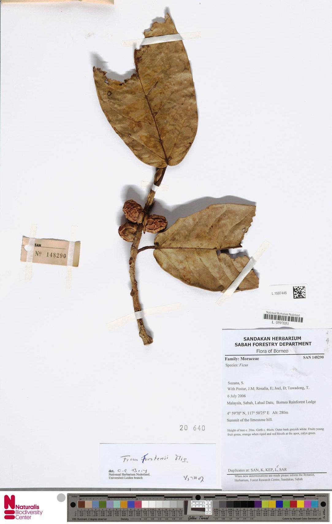 Ficus forstenii, Danum BRL, Sabah