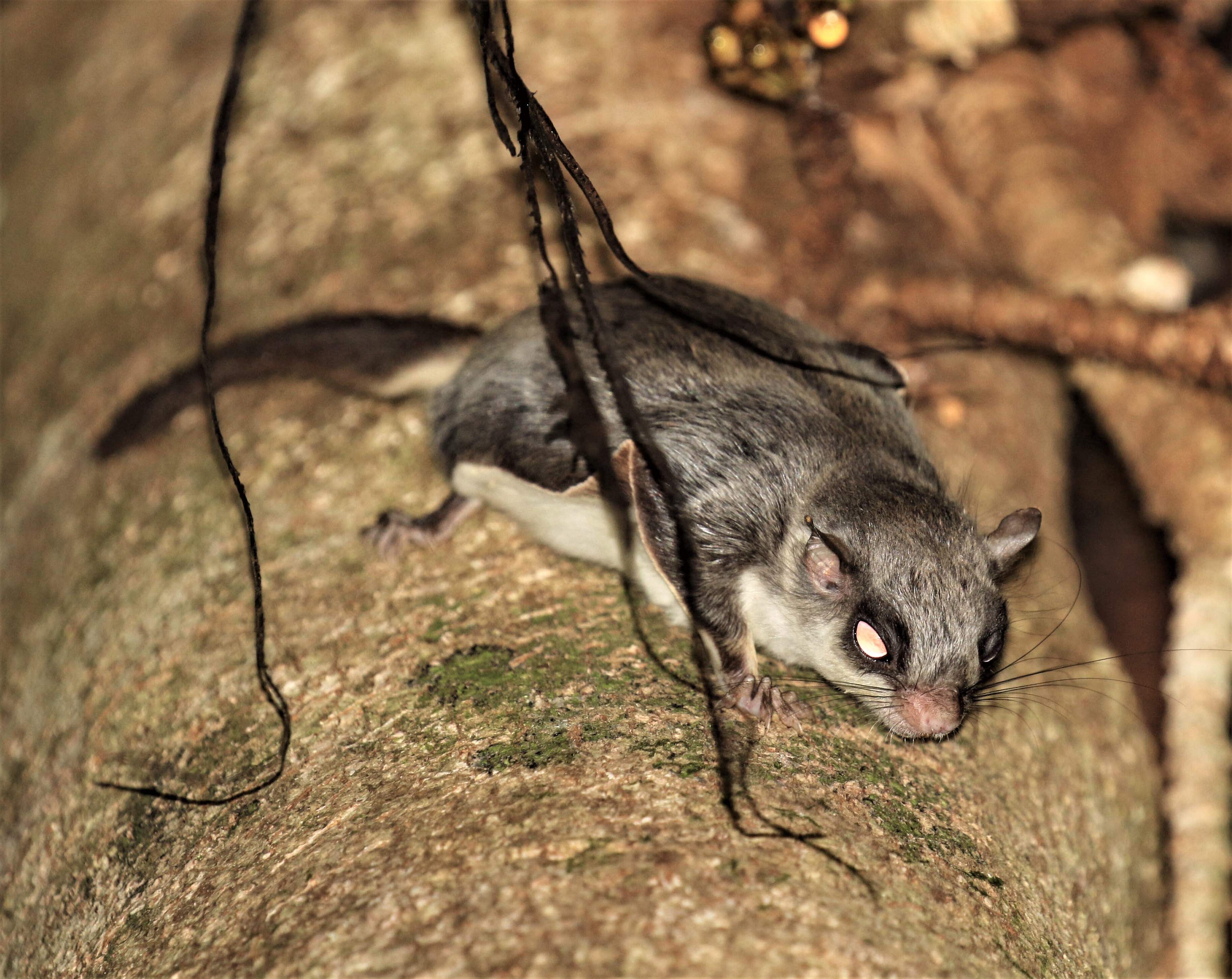 Flying Squirrel eats Katydid eating Ficus rosulata Tawau Hills Park