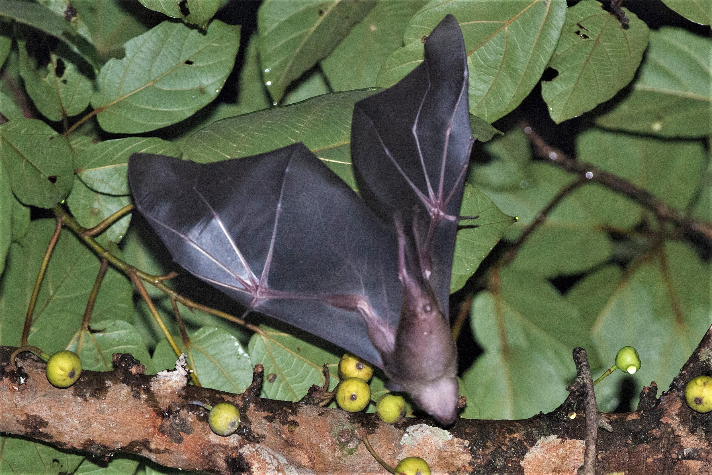 Dayak Fruit Bat feeding on Ficus variegata at Deramakot THE FIGS OF