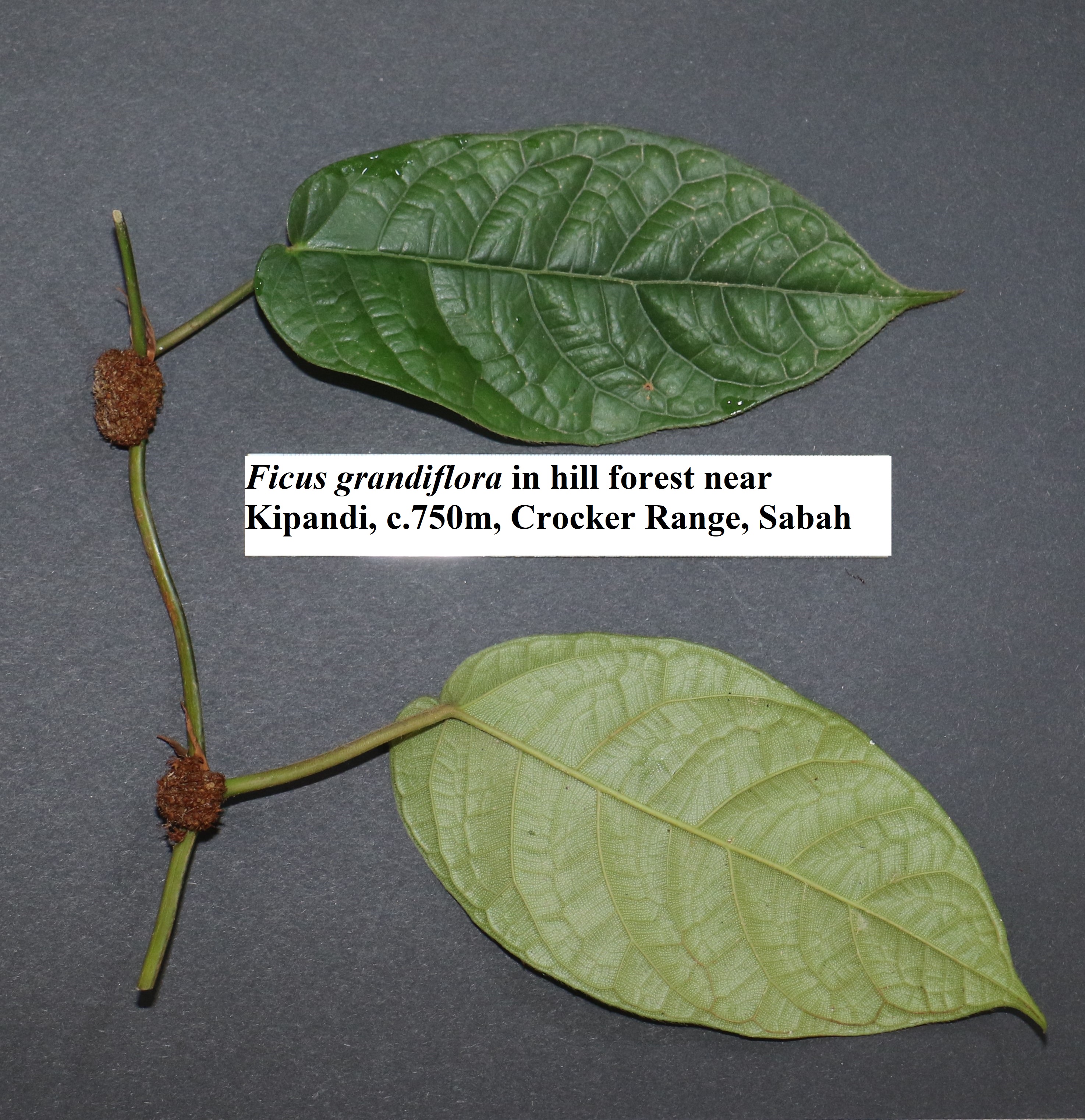 Ficus grandiflora with root bulbils: Kipandi, Crocker range, Sabah ...