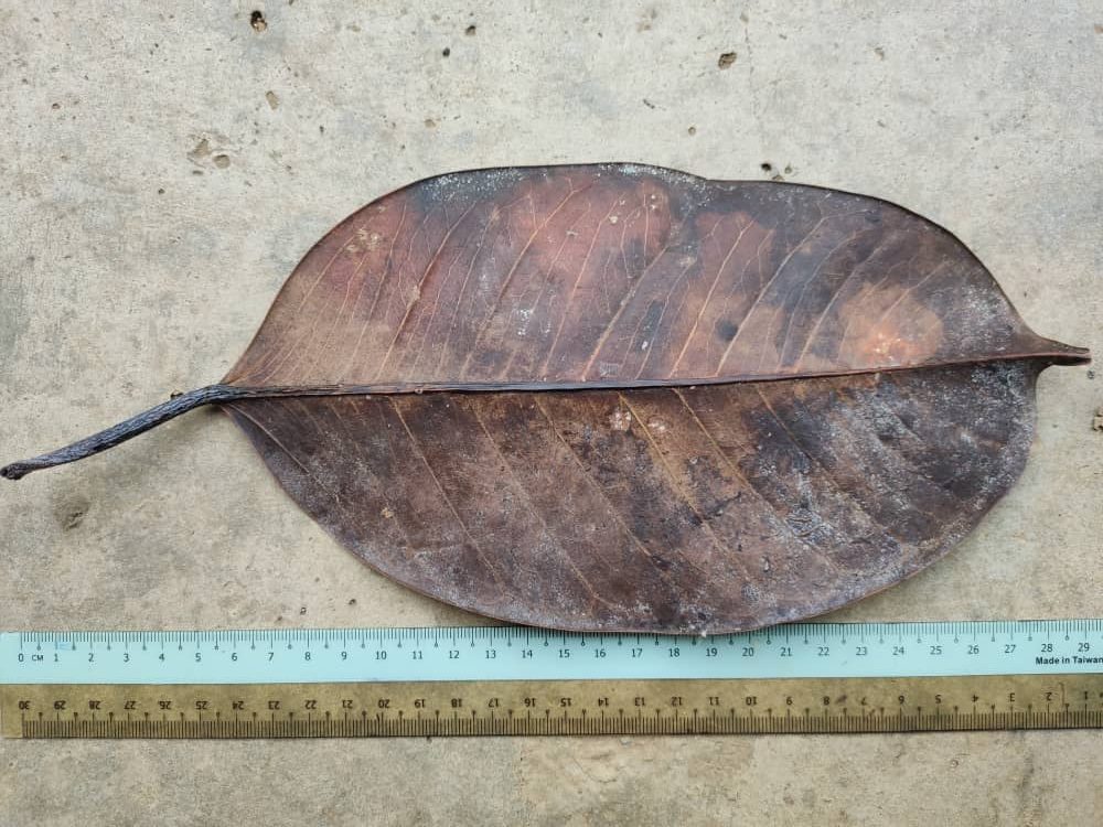 Ficus callophylla: Distinctive leaves at Tabin – THE FIGS OF BORNEO