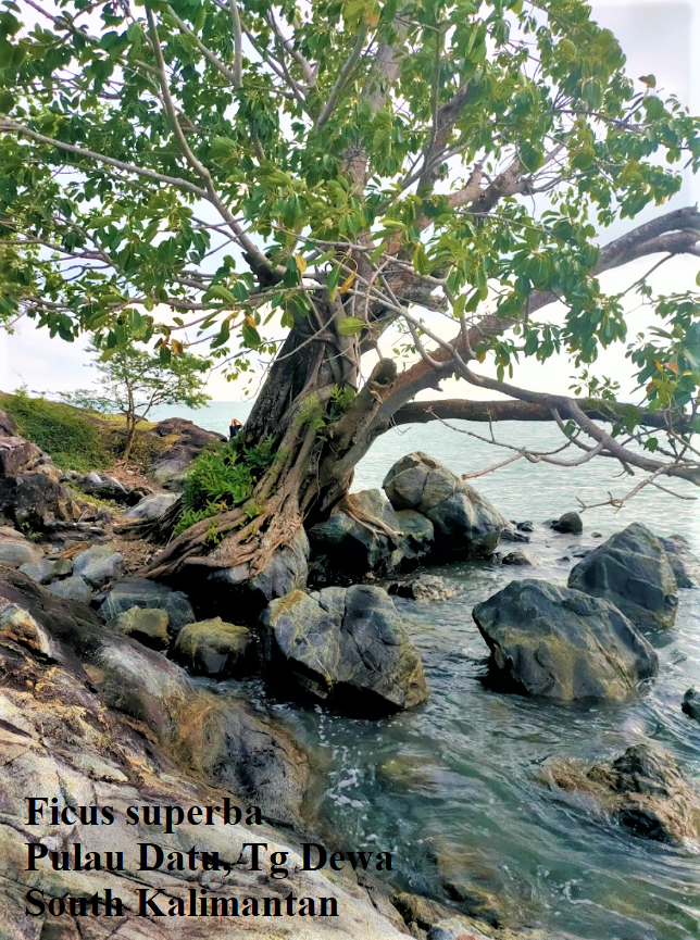 Ficus superba, Pulau Datu, Tg Dewa, South Kalimantan