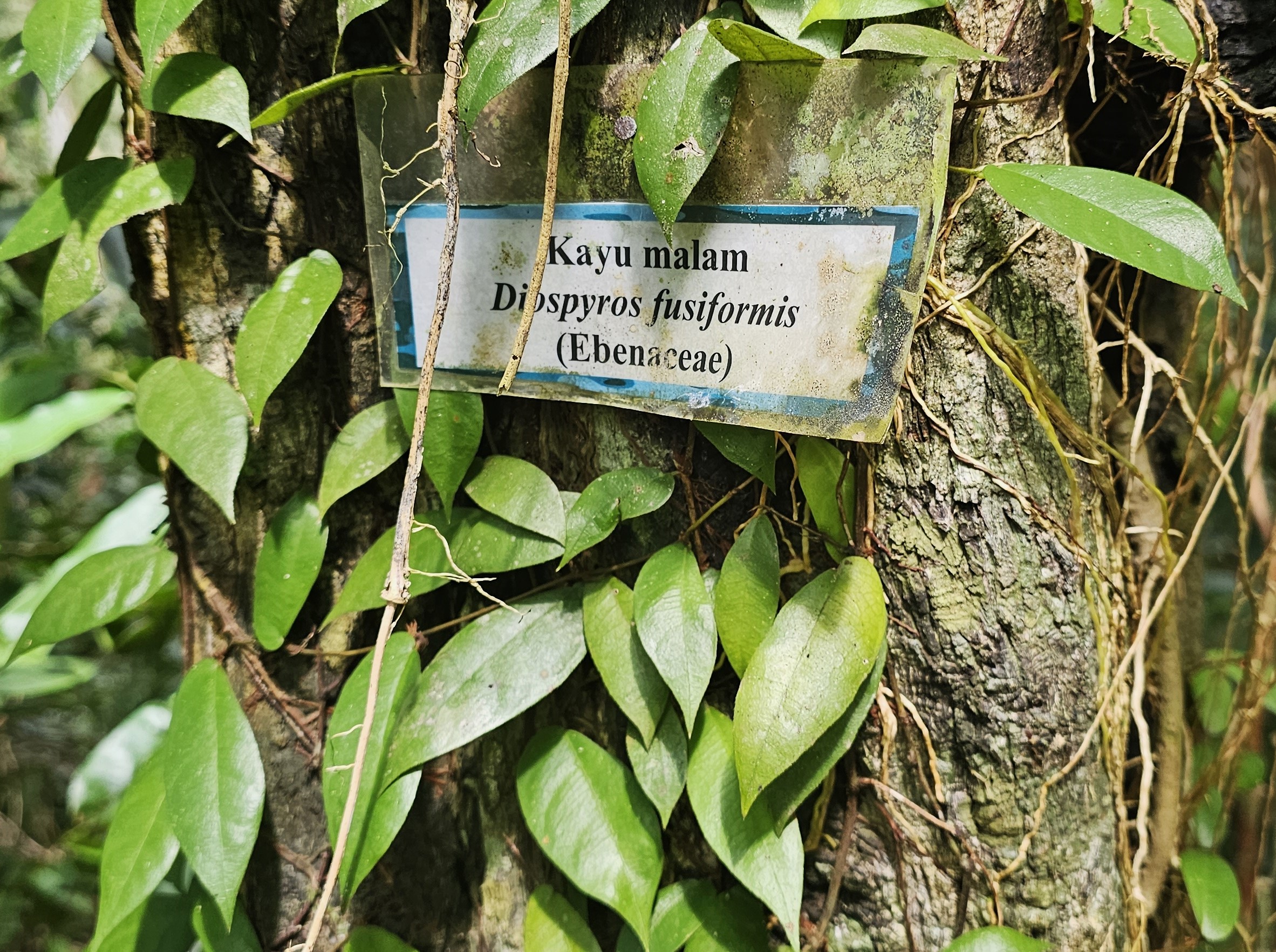 Ficus barba-jovis: No bathyphyll junior leaves