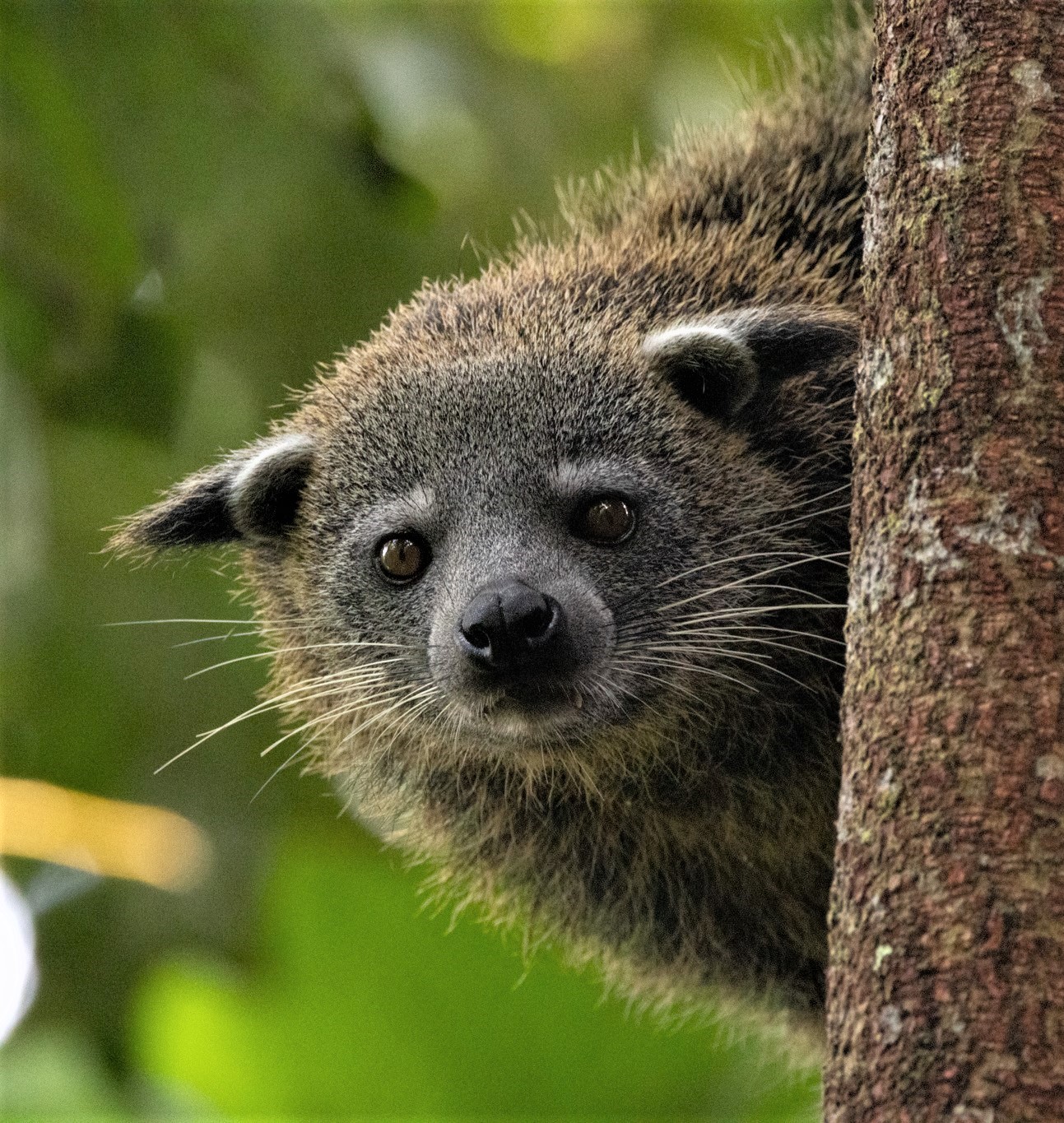Ficus subcordata THP#4: Third recorded fruiting at Tawau Hills Park