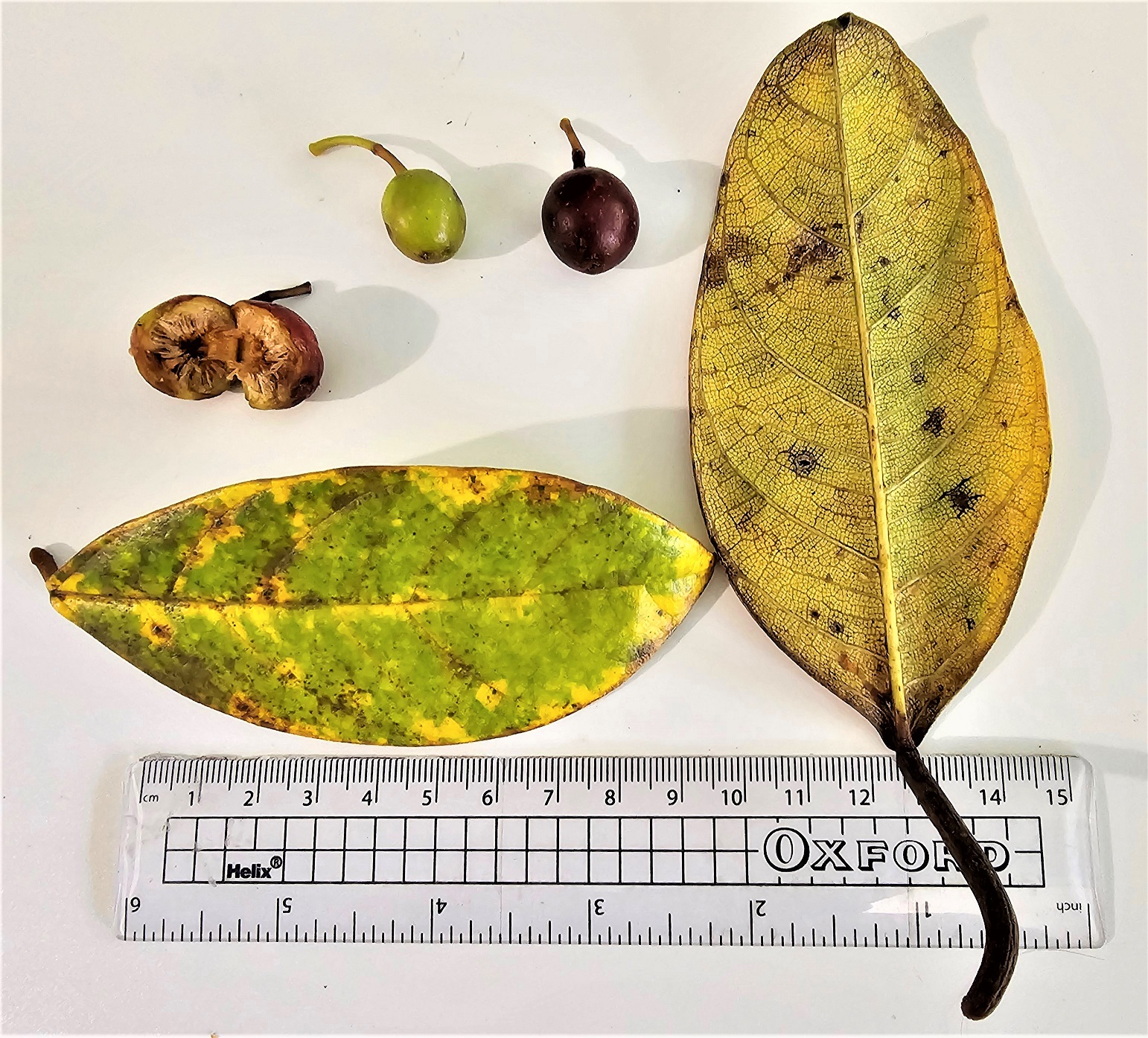 Ficus allutacea: Bombalai Hill, Tawau Hills Park, Sabah