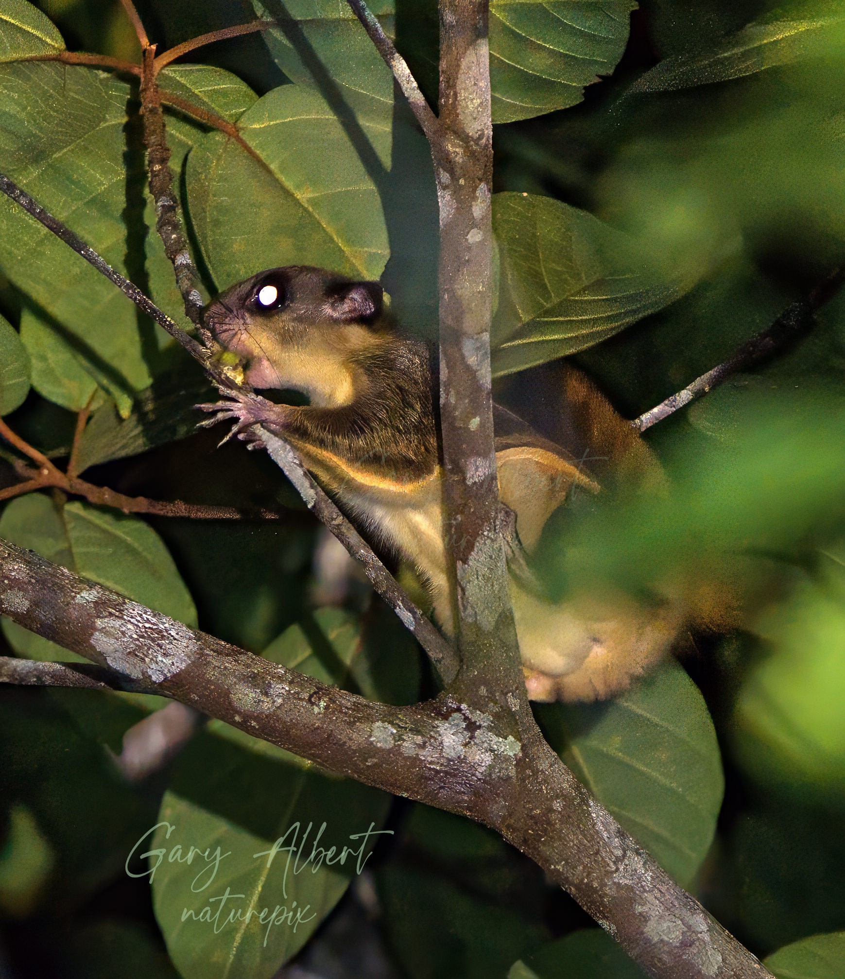 Horsfield’s Flying Squirrel feeding on Ficus glandulifera, Beluran, Sabah