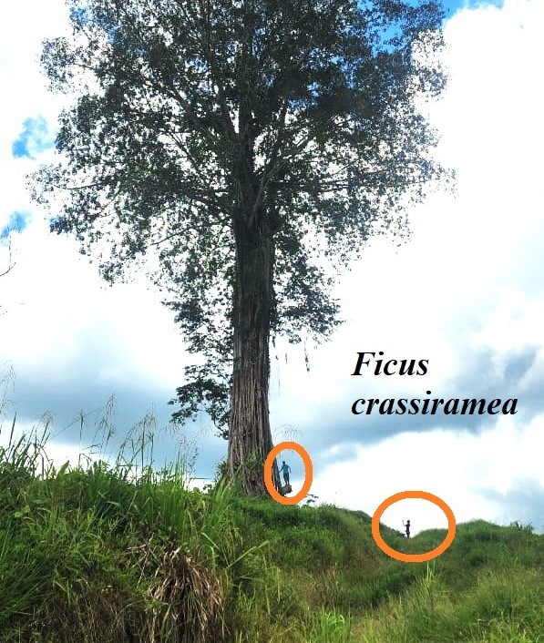 Ficus crassiramea: : Next to Lahad Datu-Sandakan highway March 2024