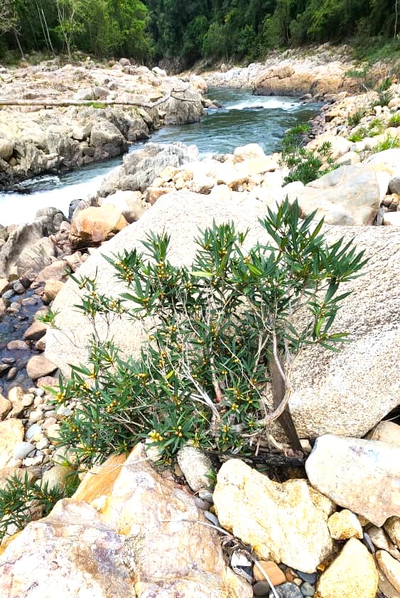 Ficus ischnopoda, upper Tembiling River, Malay Peninsula