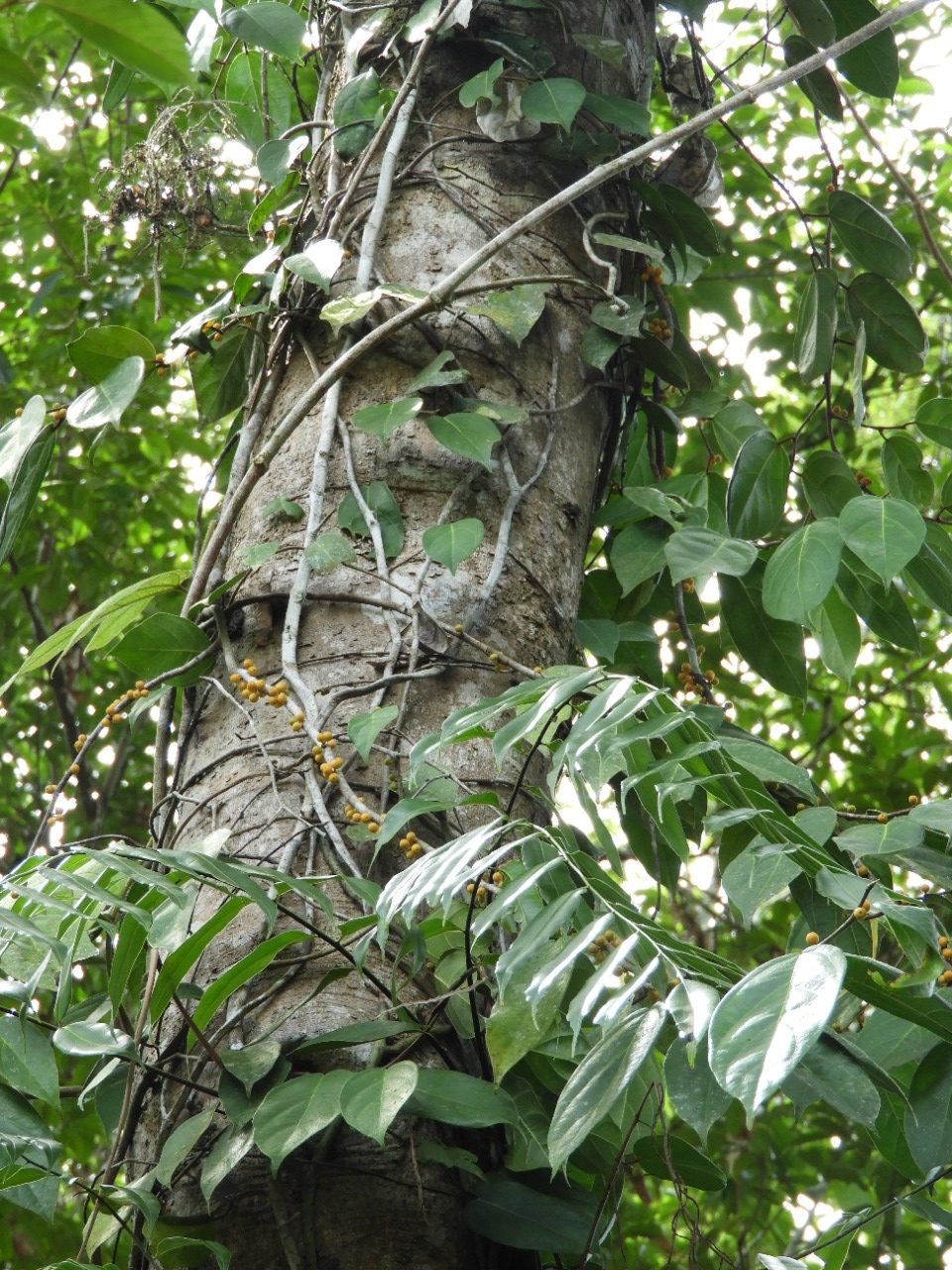 Subulate Ficus Ficus supperforata, foveolate leaves, West Kalimantan, Borneo – THE ...