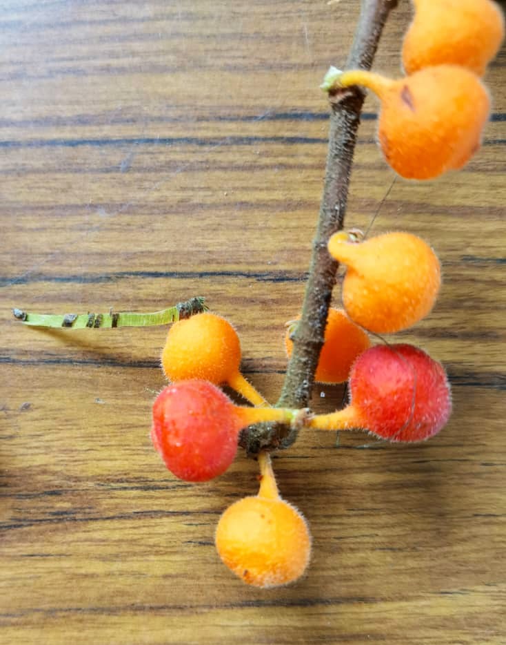 Velcro Fig: Name change to Ficus uncinulata