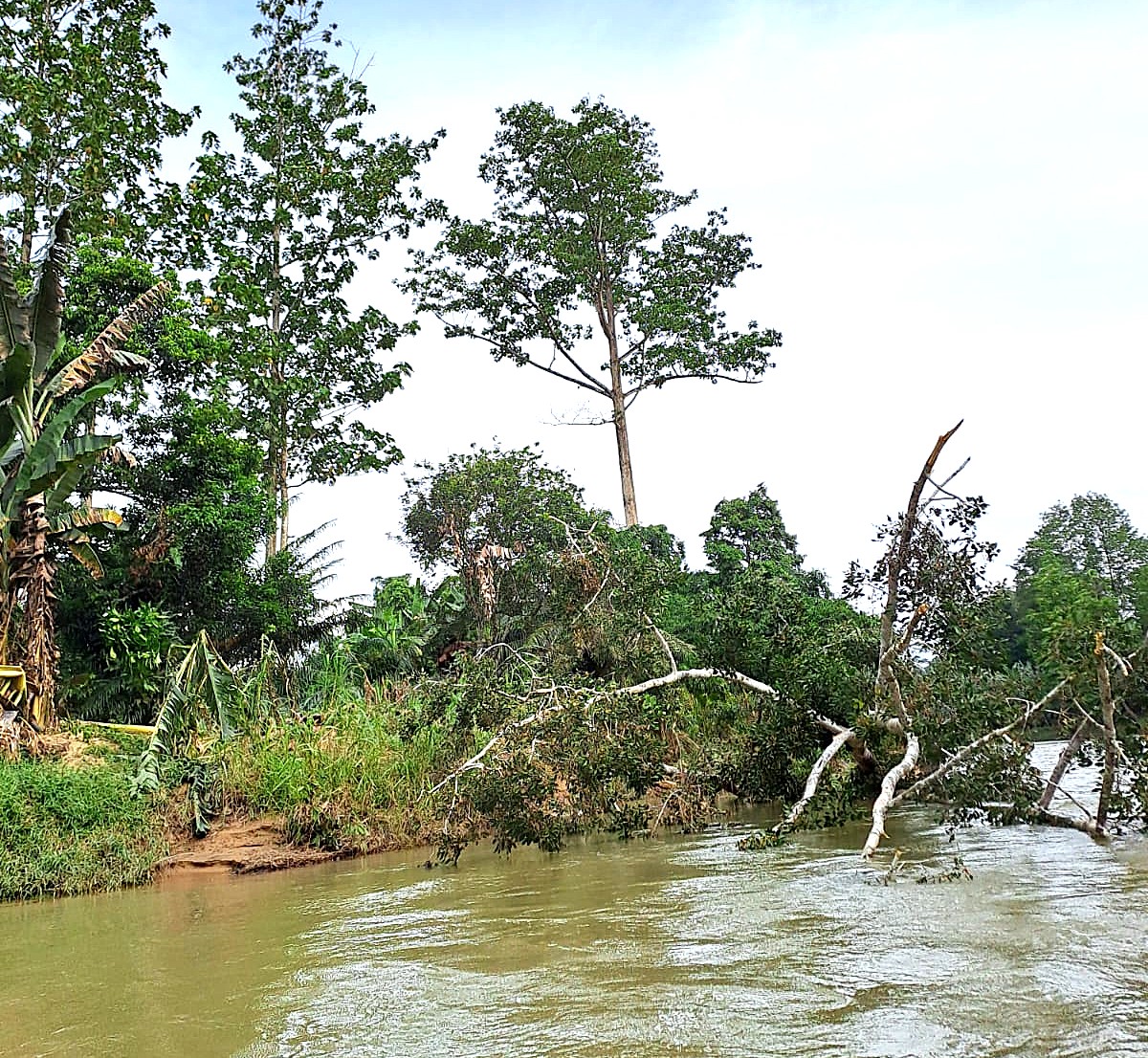 Ficus albipila, toppled by a flood, Sg Ran, Desa Langap, Malinau, N. Kalimantan