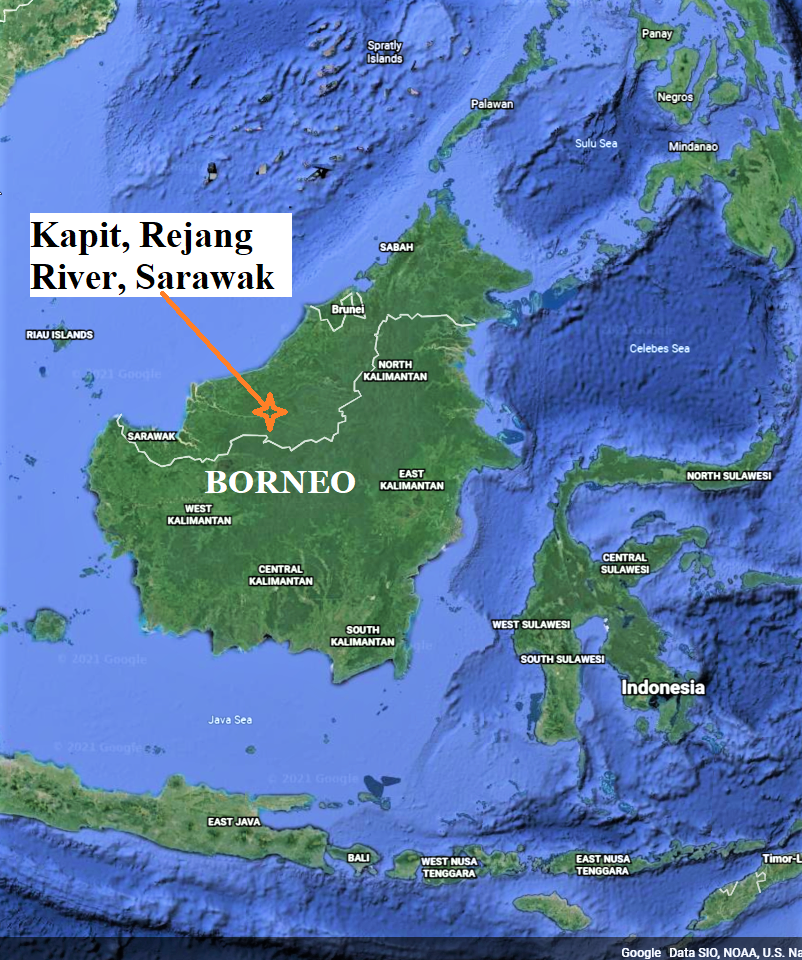 Five new Bornean endemic earth figs from Kapit, Rejang River, Sarawak