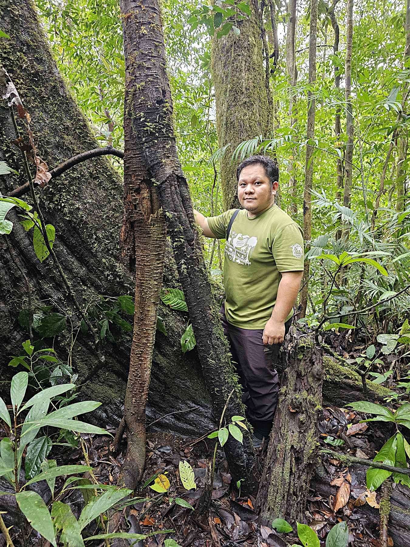 Ficus densechini: The spiny ladder which aids seed dispersal, Sayap, Kinabalu