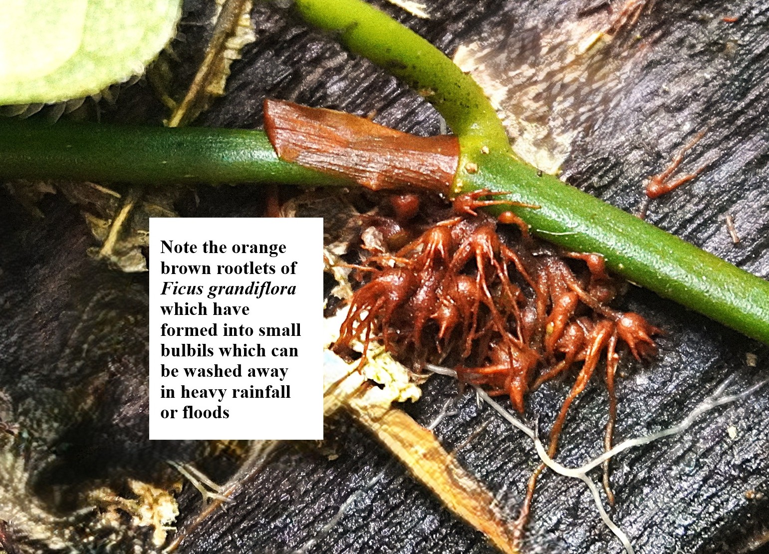 Ficus grandiflora, Meratus Mountains: Asexual reproduction using bulbils