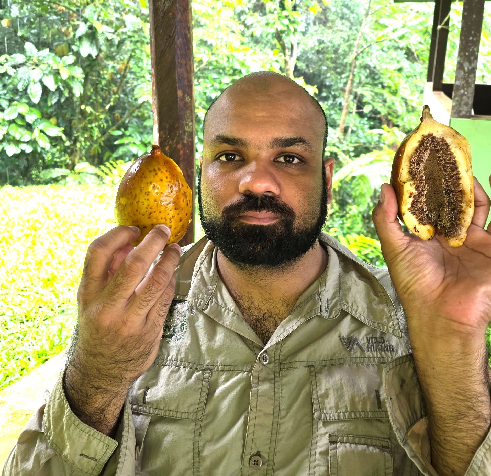 Ficus grandiflora, Sayap, Kinabalu: Borneo’s second largest fig